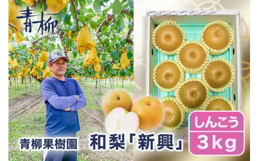 【2026年先行予約】青柳果樹園の和梨 新興 3kg (4～6玉)《11月上旬～順次出荷》しんこう フルーツギフト 加茂市 青柳果樹園