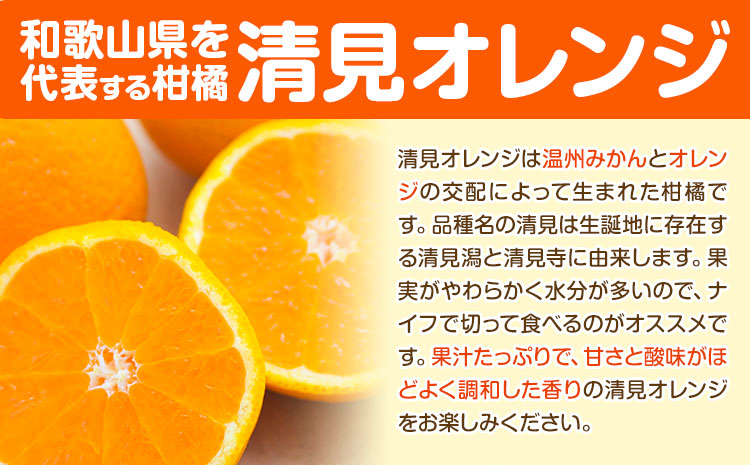 熟成 清見オレンジ 10kg(サイズ混合) どの坂果樹園《2026年3月上旬-5月中旬頃出荷》 和歌山県 日高町 清見オレンジ 旬 柑橘 フルーツ 果物 オレンジ 熟成