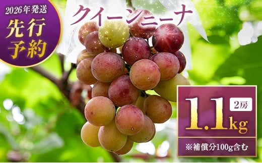 
                  ＜2026年発送＞先行予約 クイーンニーナ1.0kg+100g補償付き（2房入り）人気 ブドウ フルーツ 果物【B684】
                