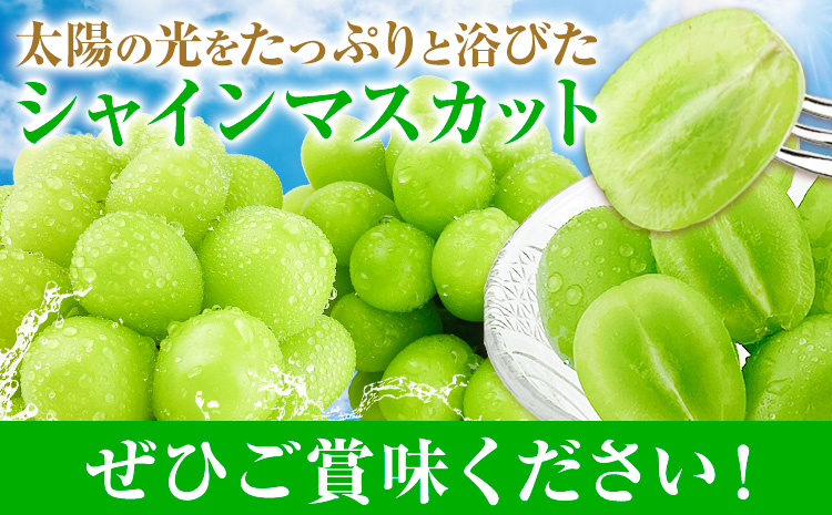 【2026年発送先行予約】シャインマスカット 晴王 1回お届け 2房(合計約1kg) シャイン マスカット《2026年9月中旬-10月中旬頃出荷予定》 晴レ乃青果(岡山中央卸売市場店(富士紙工有限会社