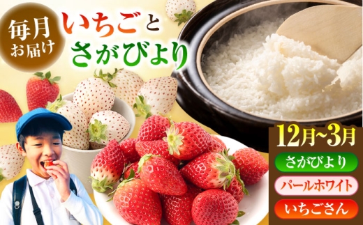 【先行予約 2026年12月～発送】【4回定期便】いちごとお米の贅沢定期便（1） 【かわさきいちご】 米 5kg 10kg  精米 特A  特A評価  佐賀県産 国産米 コメ こめ お米 白米 さがびより いちご 苺 いちごさん パールホワイト 佐賀いちご 九州 佐賀県 白石町 白石 [IBG019]