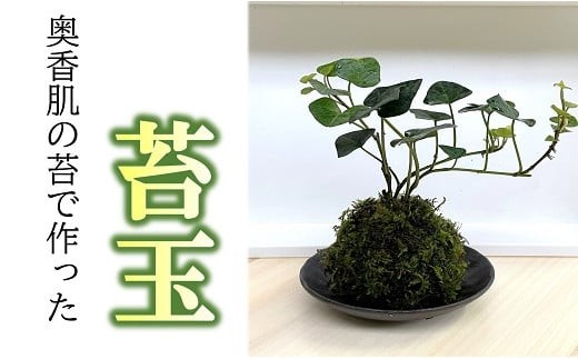 
                  苔玉【000477】
                