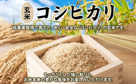 令和7年産 コシヒカリ(玄米) 25kg こしひかり 玄米 げんまい 米 お米 こめ おこめ ライス 冷めても美味しい お弁当 おにぎり 塩むすび カレー どんぶり 丼 ふっくら お取り寄せ 備蓄 送