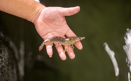 【養殖場から直送】活き〆急速冷凍 金武町産 シロアシエビ　Sサイズ （バナメイエビ） 海老 海鮮 魚介類 海産物 シーフード ギフト 美味 料理 国産えび エビフライ 寿司 海鮮 刺身 フリット フレ