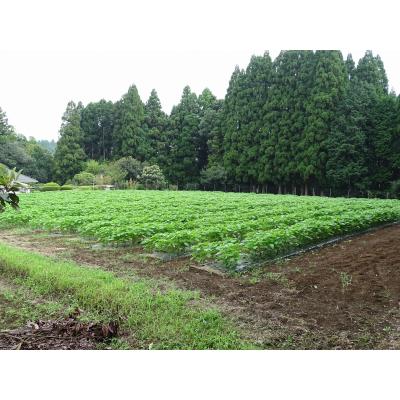ふるさと納税 臼杵市 非加熱・生搾りの臼杵市産「エゴマ油」(140g×3瓶) |  | 01