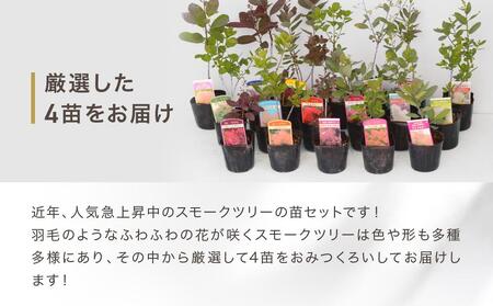 スモークツリー３号ポット苗 ４本おみつくろいセット〈花光園〉｜ 花 お花 フラワー 人気花 おすすめ花 花セット 横浜市お花 花スモークツリー 花５本 おすすめスモークツリー 人気スモークツリー おす