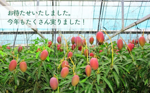 【限定50箱】比嘉さん家の千なりマンゴー(特選・1kg)【2025年