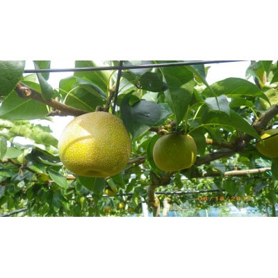 【限定30口】梨『幸水』5kg　2026年8月上旬より発送予定【配送不可地域：離島】