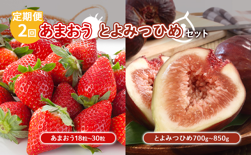 定期便 2回 あまおう いちじく セット いちご 18粒～30粒 とよみつひめ 700g～850g 果物 フルーツ 配送不可:北海道 東北 沖縄 離島