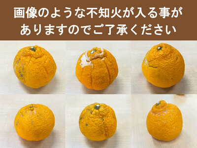 訳あり 不知火 約3.5kg +痛み保証分 大小混合 家庭用 ご家庭用 訳アリ わけあり みかん ミカン フルーツ 果物 くだもの 不知火 しらぬい 蜜柑 柑橘 人気 予約 先行予約 数量限定〈202