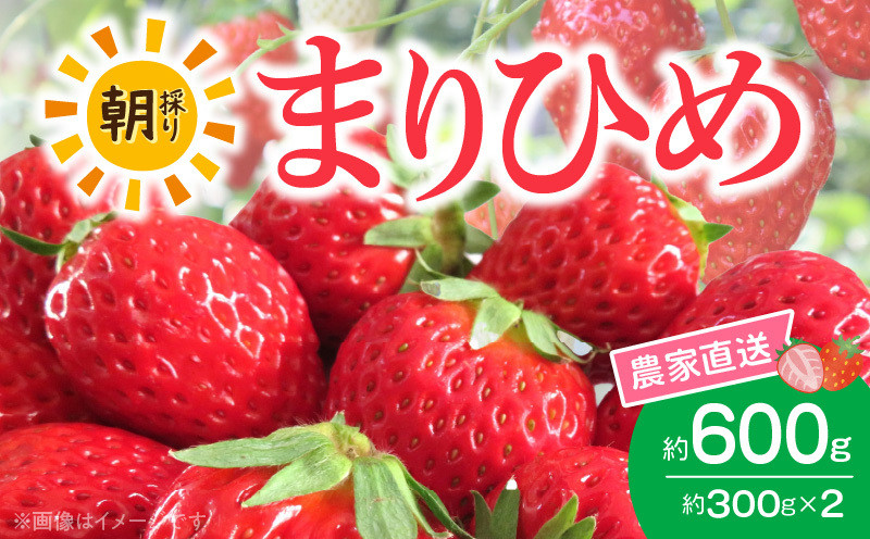 
            AB7334_【2026年先行予約】高評価★4.67 朝摘み 完熟 まりひめ いちご 約300g×2パック (合計約600g)
          