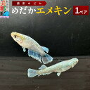 【ふるさと納税】めだか エメキン (1ペア) メダカ 生体 観賞用 魚 ペット 観賞魚