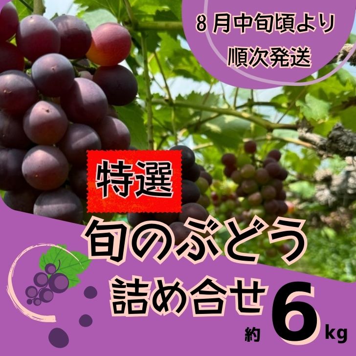 【ふるさと納税】Y5　特選 ぶどう 詰め合わせ　約6kg ※8月中旬以降順次発送※ 【 ブドウ 葡萄 詰め合わせ セット 贈答 自宅用 藤稔 紫玉 ピオーネ シャインマスカット 】