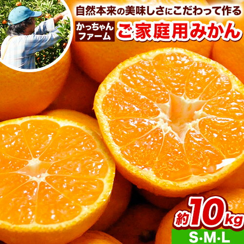 【ふるさと納税】秋 旬 フルーツ みかん ご家庭用『かっちゃんファーム』のご家庭用みかん★ 約10kg【2S・S・M・Lサイズ(大小サイズ混合)】 自然本来のおいしさ！《11月上旬-12月末頃出荷予定》 大容量