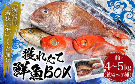 御食の国 若狭小浜より！獲れたて鮮魚BOX｜4～5kg 4～7種