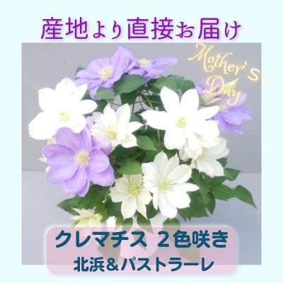 ふるさと納税 北茨城市 【長谷川園芸】クレマチス6寸2色咲き〔北浜×パストラーレ〕※5/1〜5/7発送