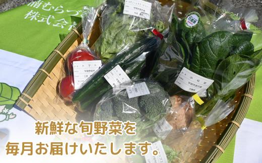 【3ヶ月定期便】新鮮野菜の産直 7～10品目 ＜楠こもれびの郷「楠四季菜市」＞