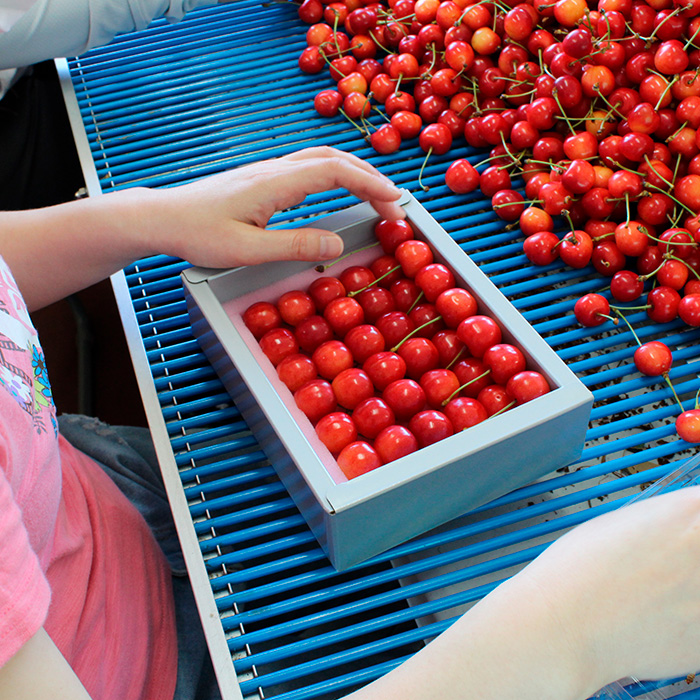 山形産 大粒さくらんぼ 南陽 特選 手詰め 約600g 【令和7年産