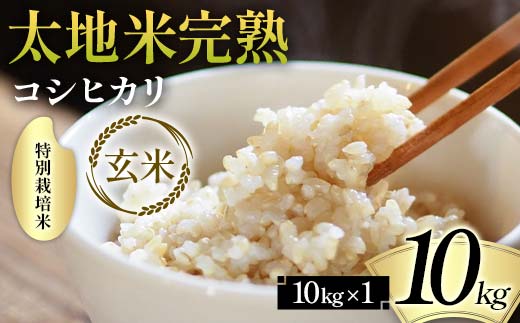 2026年産 特別栽培米 太地米完熟 【こしひかり】 玄米 10kg ブランド米 お米 人気 F7X-0667
