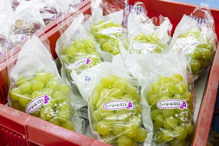 【2025年発送分】植原葡萄研究所の特選房選り詰め合せ