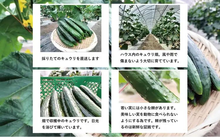 キュウリ 採りたてシャキ旨！24本　60P3231【ひない渡辺農園しどけ村】