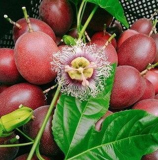 【先行受付】奄美大島産 パッションフルーツ 約2.4kg（化粧箱12個入り×2箱）＜ながむら農園＞