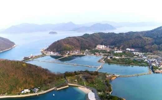 塩田跡の池を活用して牡蠣を養殖しているのは、広島県内で『ファームスズキ』だけ。