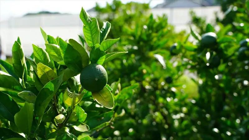 S Bottle　湘南オールインワンスキンケアローション＜オールインワン美容液＞【 神奈川県 大磯町 美容 美容液 基礎化粧品 ギフト 贈り物 】