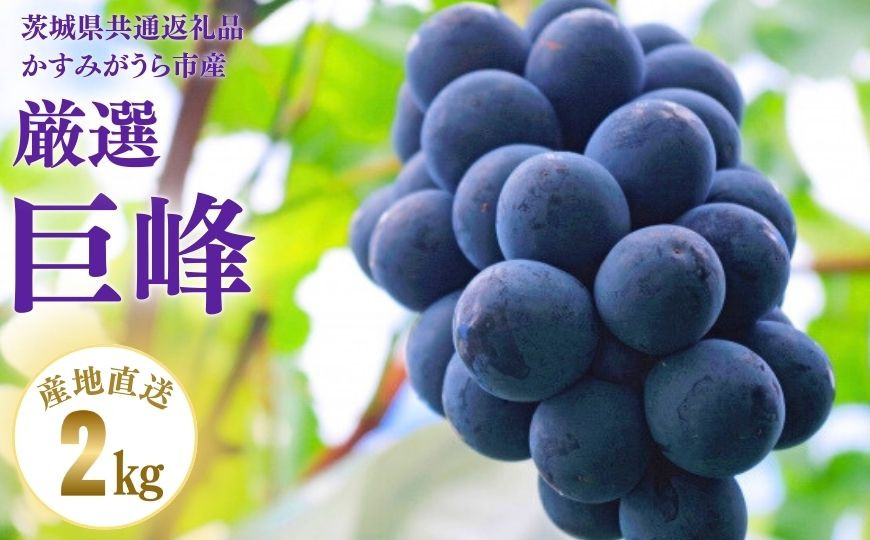 
            【2025年先行予約】巨峰　2kg（茨城県共通返礼品・かすみがうら市産）
          