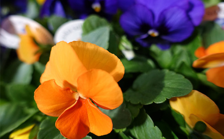 No.102 季節の花苗 パンジー～よく咲くスミレ～ 24個セット