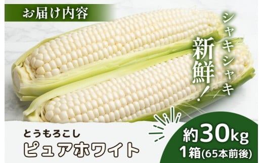 【2026年度発送分】上原農場直送 とうもろこし (ピュアホワイト)  約30kg 約65本前後
