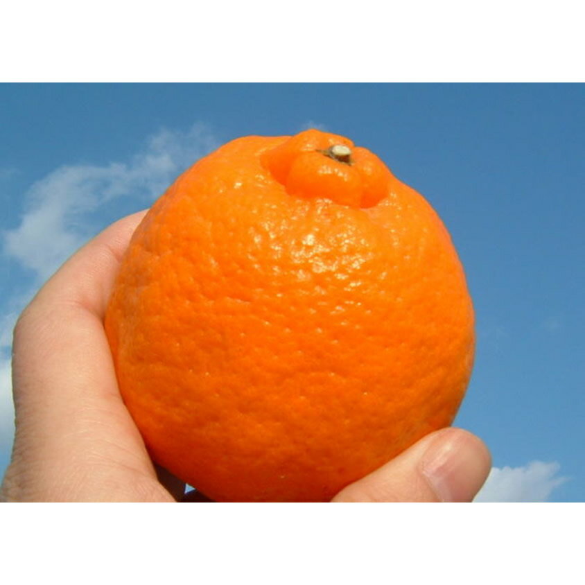 【ふるさと納税】【限定】 ポンカン 約5kg 和歌山県有田産 春みかん (果実サイズおまかせ) 春柑橘 紀伊国屋文左衛門本舗