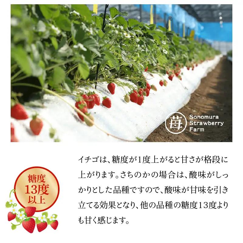 【先行受付】1月発送 園村苺園 ★糖度13度以上保証★ブランド苺「極幸乃香（きわみさちのか）」500ｇ_U74-0049_01