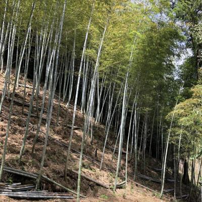 ふるさと納税 静岡市 新鮮即茹で!筍水煮 150g×8袋セット |  | 01