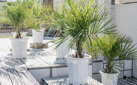 ココスヤシ 10号鉢 庭木 観葉植物【南国リゾートガーデンに人気】 ヤシの木 植木鉢 グリーン 岐阜市/マツダクリエイト[ANBC001]