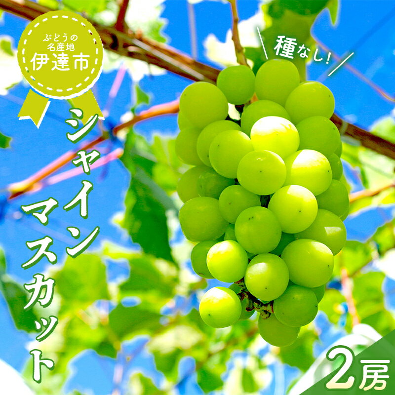 【ふるさと納税】「ぶどうの名産地・伊達」＜酒井ぶどう園＞シャインマスカット2房（合計1.2～1.5kg） 葡萄 フルーツ 果物 ぶどう マスカット デザート 福島県 伊達市 F20C-754