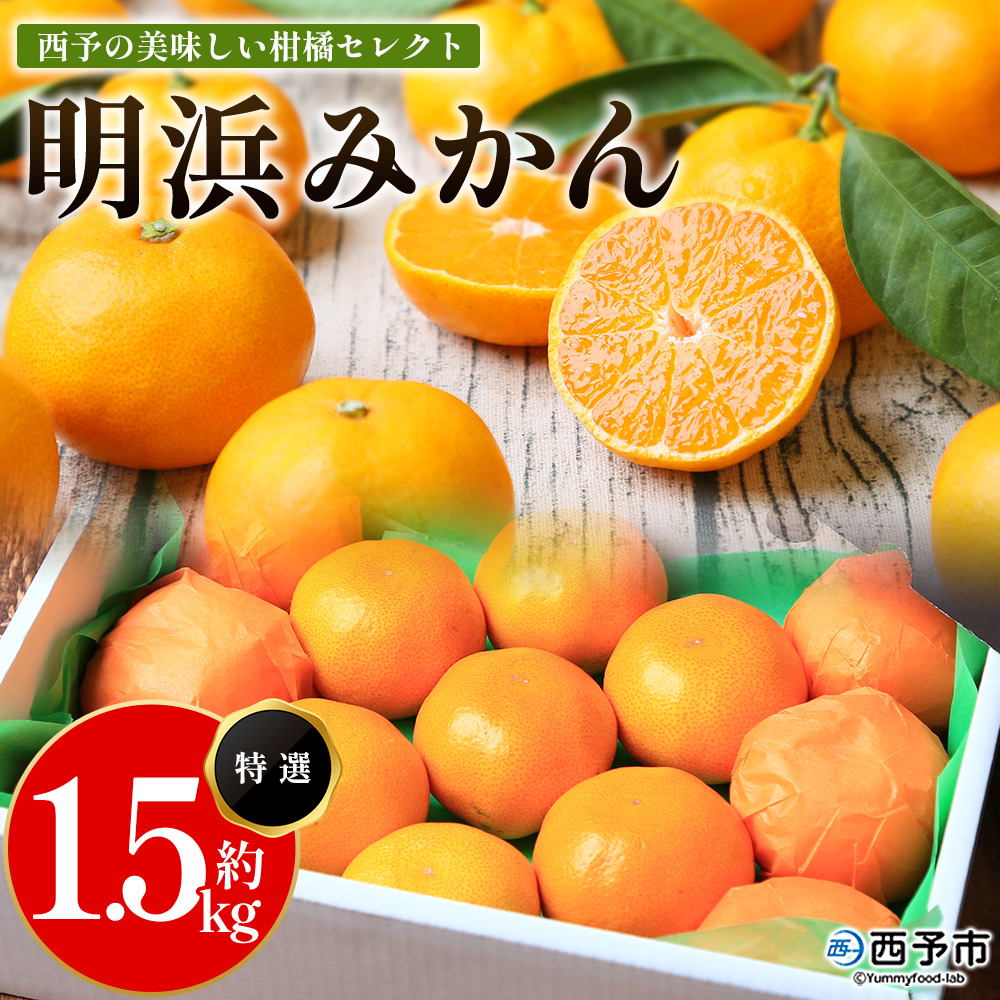 【先行予約】＜西予の美味しい柑橘セレクト（特選）／明浜みかん（約1.5kg）＞ 果物 くだもの フルーツ 蜜柑 みかん ミカン 柑橘 贈答 贈答用 ギフト プレゼント 特選 温州みかん 食べて応援 国