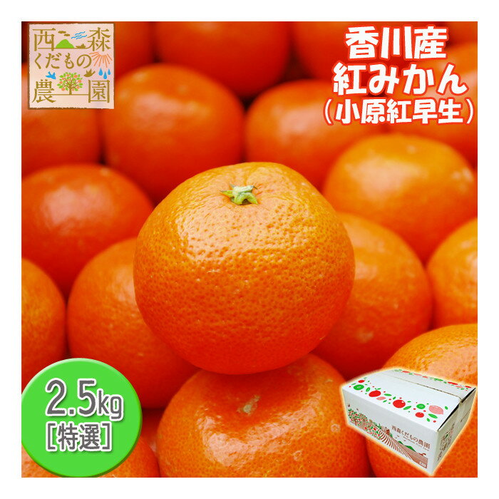 【ふるさと納税】『2025年冬先行受付』香川オリジナル品種「紅みかん(小原紅早生)」2.5kg | フルーツ 果物 くだもの 食品 人気 おすすめ 送料無料