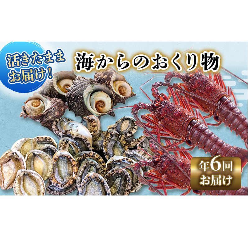 【アワビについて注意事項あり】伊勢海老 アワビ サザエ 定期便 年6回 海からのお届け物 ワカメ ひじき はんばのり 干物 伊勢エビ さざえ あわび わかめ 海苔 のり 天草 煮魚 惣菜 えび 鮑 貝 魚 魚介 魚介類 海鮮 海鮮セット