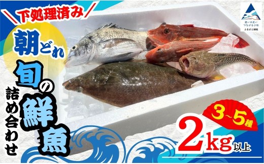 【下処理済み】 朝どれ 旬の鮮魚 詰め合わせ 2kg以上 (3~5種) 下処理済 朝捕れ 産地直送 詰合せ 天然 鮮魚便 鮮魚セット 魚種 水揚げ 海鮮 魚介 新鮮 魚 詰め合わせ 国産 旬 おまかせ 旬の魚 | 石川県 小松市 【石川県漁業協同組合小松支所】