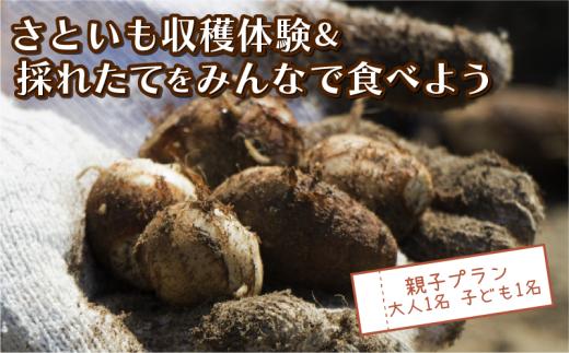 さといも堀り ＆ 採れたて試食会 体験 地元シェフ と 採れたて 野菜 をみんなで食べよう こども 親子 沼津 戸田  実季楽農園 【海と山に育まれた 戸田 の恵を掘り起こそう】  収穫 収穫体験 大人 1名 子ども 1名 さといも 掘り 体験 試食 観光 静岡 沼津