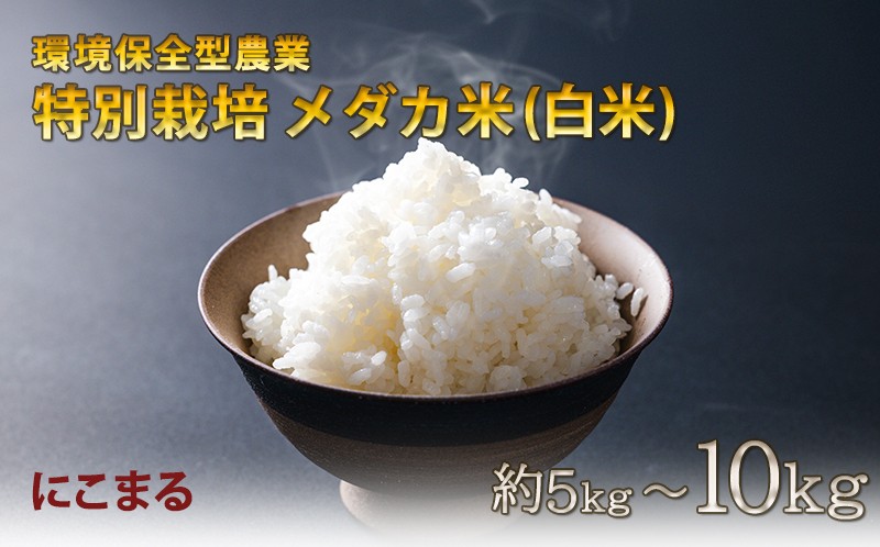 
                  2025年産 特別 栽培 メダカ 白米 約 5kg ~ 10kg 米 お米 精米 約 5キロ ~ 10キロ にこまる 国産米 ご飯 ごはん 一人暮らし 家族 ミネラル 豊富 期間限定 季節限定 ふるさと納税 人気 ふるさと納税米 ふるさと納税白米 ふるさと納税お米 令和7年産 2025 令和7年 高知県 高知 黒潮町
                