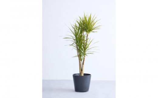 
                  【鉢付き】ドラセナ・コンシンネ Lサイズ【鉢のカラーを選択してください】
                