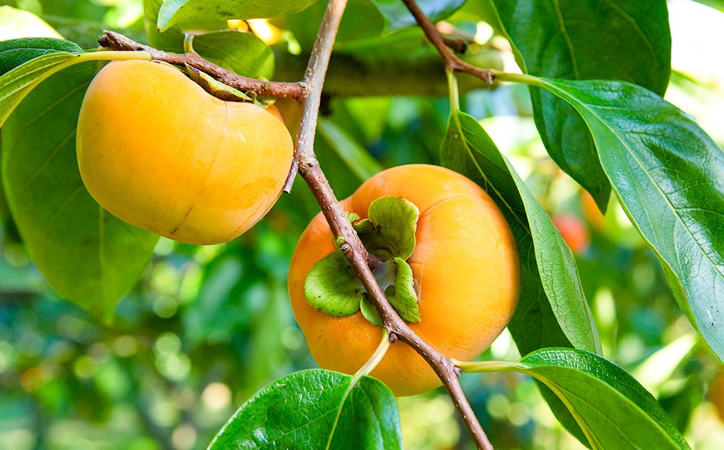 【先行予約】やまんどん 富有柿 15玉から20玉