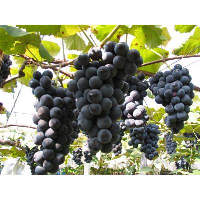 ふるさと納税 花巻市 エーデルワイン　人気辛口ワイン厳選4本セット【コンツェルト(赤・白)・神楽(赤)・五月長根(白)】 |  | 01