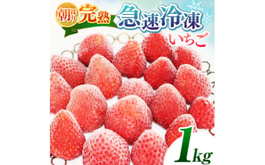 【★先行予約】【千葉県君津市　渡邉いちご園】　完熟・急速冷凍いちご 1㎏  | 苺 いちご イチゴ 果物 フルーツ 果実 果汁 冷凍 冷凍食品 冷凍いちご 朝採り 完熟 新鮮 大容量 オススメ 千葉県