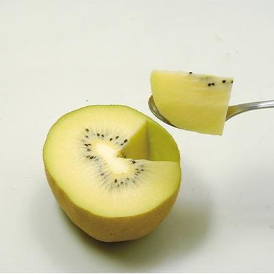 ふるさと納税 観音寺市 香川県オリジナルキウイ「さぬきゴールド」約3kg |  | 01