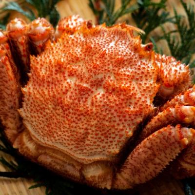 ふるさと納税 大槌町 【令和9年発送先行予約】三陸産!活毛ガニ 500g×1杯【2027年2月〜4月発送】