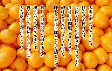 ［先行予約］訳あり それでも 熟成みかん 箱込10kg ( 内容量 9.2kg ) サイズミックス Ｂ品 有田みかん 和歌山県産 産地直送 家庭用 【みかんの会】