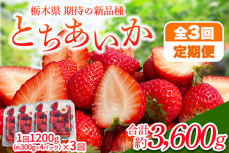 [先行予約] [定期便／3ヶ月] 日光産 とちあいか定期便 (毎月お届け 約1.2kg×3回 計3.6kg) [2026年1月中旬から順次発送]｜とちあいか いちご イチゴ 苺 果物 日光産 栃木県産 フルーツ 期間限定 [0683]